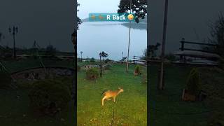 Deers are back on LMCshortvideo shorts animals deers fawn nature lakelife [upl. by Nyrhtakyram]