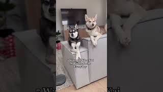 5 Ways My Klee Kai Make Me Smile Everyday [upl. by Narahs836]