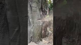 Stihl 500i chainsaw vs large beech tree [upl. by Udall]