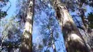 Old growth forest at Yalmy Road East Gippsland [upl. by Feinleib]