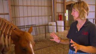 Horseback Riding is Proving to be Great Therapy for Special Needs Kids [upl. by Marietta]