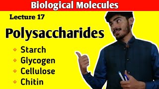 Polysaccharides  Starch  Glycogen  Cellulose  Chitin  Carbohydrates  Class 11 Biology [upl. by Christabel]