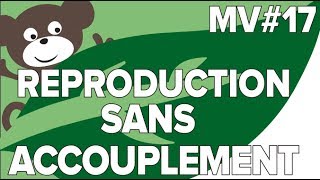 Reproduction Animaux Sans Accouplement MV 17SVT CollègeMathrix [upl. by Aianat]