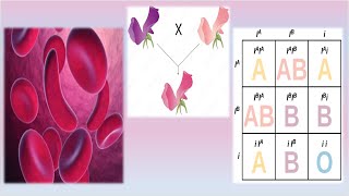 Complex Inheritance Patterns  Mrs Biology [upl. by Tema]