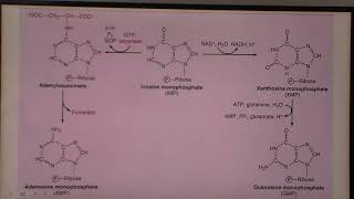 Antibióticos PROA TrimetroprimSulfametoxazol [upl. by Platto]