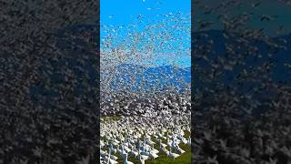 Flight of the Ocean The Great seabird Migrationnature migration satisfying [upl. by Odo133]