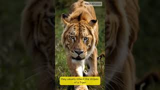 The Fascinating World of Tigons Rare Big Cat Hybrids Explained [upl. by Garratt]