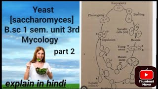 Topic  Yeast saccharomyces for Bsc botany unit 3rd  Mycology [upl. by Annalise]