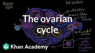 The ovarian cycle  Reproductive system physiology  NCLEXRN  Khan Academy [upl. by Nosreh]