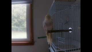 How to Live With a CockatielParrots [upl. by Sim483]