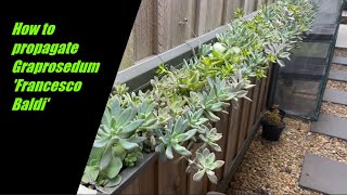 How to propagate Graptosedum Francesco Baldi [upl. by Annabal]