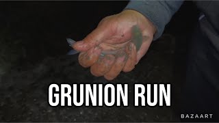 How to Catch Grunion in Southern California [upl. by Yssej672]