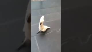 Cockatoo Parrot barks like a dog [upl. by Asenev]