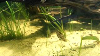 Synodontis lace catfish in the 100g [upl. by Yrrac]