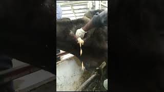 Removing pus from large abscesses Treatment for wounded cows [upl. by Wadell]