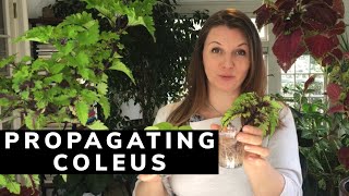 🌱 How to Propagate Coleus  Y Garden 🌱 [upl. by Eiuqnimod]