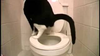 Wie eine Katze richtig aufs Klo geht  Cat on the toilet [upl. by Yajet]