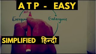 What is ATP  adenosine triphosphate amp atp cycle  Hindi [upl. by Atnom98]