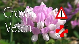 Crown Vetch Medicinal [upl. by Panthia]