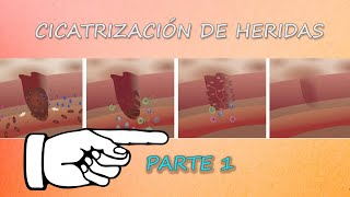 🩸 CICATRIZACIÓN  PARTE 1 [upl. by Atnauq]