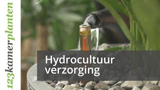 Hydrocultuurplanten verzorgen  123kamerplanten [upl. by Othilia]