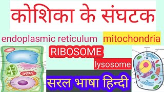 कोशिका की संरचना  Cell structure  koshika ki sanrachna  संघटक मानव कोशिका  cell structure [upl. by Ahsenre335]