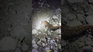 Mudpuppy mudpuppy salamander big nightfishing shorts shortsfeed shortsvideo fy fyp foryou [upl. by Lac475]