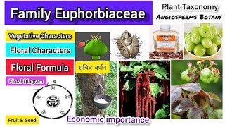 Family Euphorbiaceae  Euphorbiaceae family  Plant taxonomy [upl. by Yelsek]