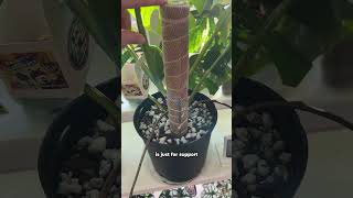 Why I Dont Use Damp Sphagnum Moss for Monstera houseplants plants monsterplant [upl. by Norvell]