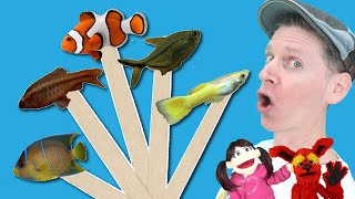 Fish  Pop Sticks Song with Matt  Dream English Kids [upl. by Rekoob]