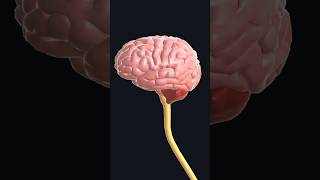 Explore The 3d Model Brain Human Body [upl. by Yrrol913]