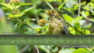 Bellbird Sounds  The tinkling calls of Bell Miners in a eucalyptus forest [upl. by Amikehs385]