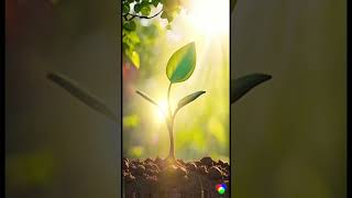 From Tiny Seed to Mighty Tree  Motivational Short growth and perseverangrowth and perseverance [upl. by Cherise]