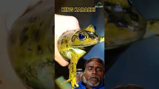 Mendhak saamp kha Gaya frog wildcreatures animals [upl. by Nerra273]