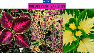 Coleus Plant Varieties A to Z [upl. by Ahsaz]