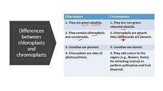 Differences between chloroplasts and chromoplasts  chloroplasts and chromoplasts class 9 [upl. by Hicks950]