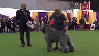 Bouviers des Flandres  Breed Judging 2020 [upl. by Eidnac634]