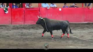 Regresaron Los Jaripeo al Lienzo Rancho del Charro de Morelia Michoacán [upl. by Nedap]