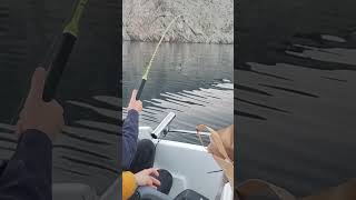 jesenski zubataccroatia fishing fish dentex trolling [upl. by Eicaj]