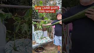 LONG LOOFAH Gourd 2024 shortvideo countrylife veggies vegg [upl. by Arihppas]