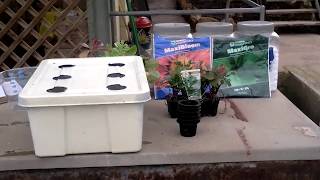 hydroponics Kratky for Beginners ORGANIC VEGETABLE GARDENER [upl. by Luehrmann477]