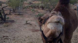 Excited camels [upl. by Ahsenar]