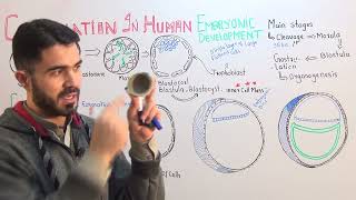 L4 Gastrulation In Human Embryonic Development fully explained by Dr A Hadi [upl. by Ongun]