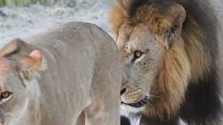 Male lion following a lioness [upl. by Gass]