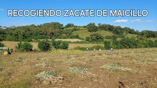 Trabajando en las maicilleras del valle de zapotitan El Salvador 🇸🇻 [upl. by Sellma]