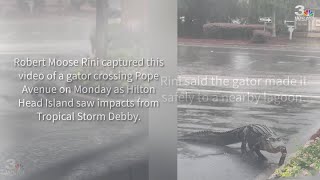 Gator crosses the road on Hilton Head during Debby impacts [upl. by Hersch]