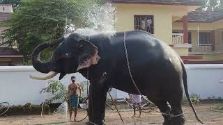 ആനയെ നിർത്തി കുളിപ്പിക്കുന്നത് കണ്ടിട്ടുണ്ടോ elephant aana aanapranthan aanakeralam festival [upl. by Ehtnax90]