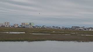 At the waters edge late this afternoon wind rain and egrets flying for cover 🤗❤️🤗❤️🤗 [upl. by Litta]