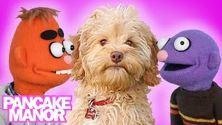 Little Puppy Song for Kids  More Songs About Dogs  Pancake Manor [upl. by Yelehsa]