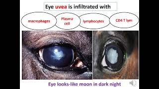 Leptospirosis pathology [upl. by Sivra]